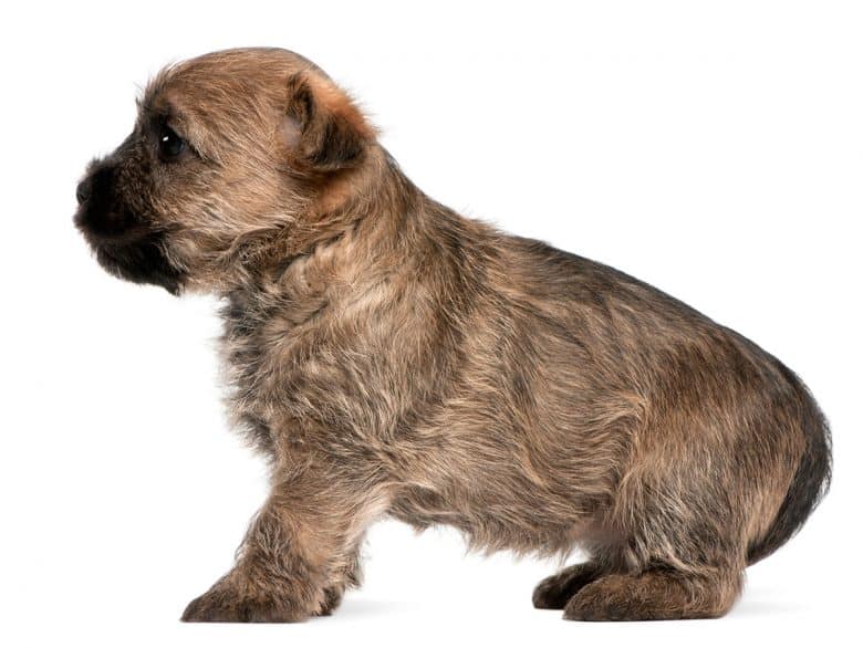 Cairn Terrier puppy