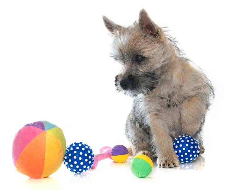 Cairn Terrier puppy playing colorful balls