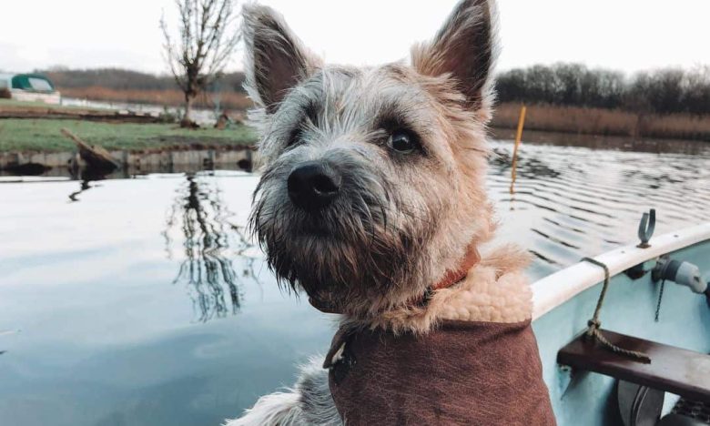 Cairn Terrier riding a boat