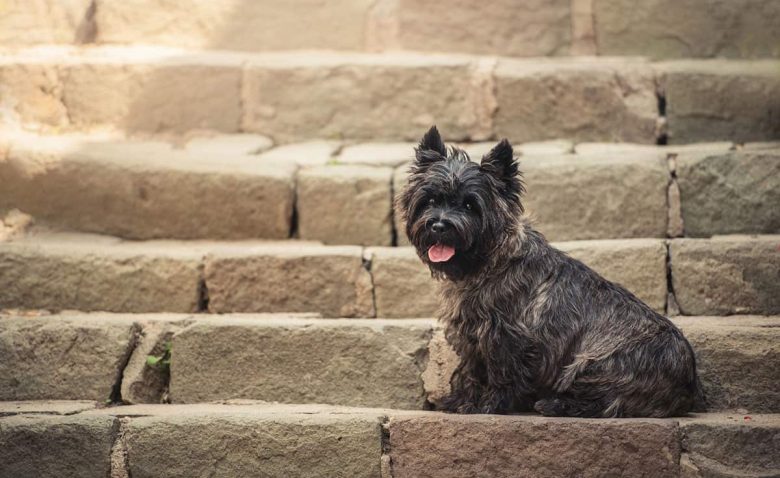 Cairn Terrier sitting in the staircase