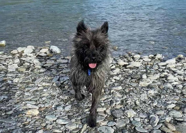 Cairn Terrier swimming in the river
