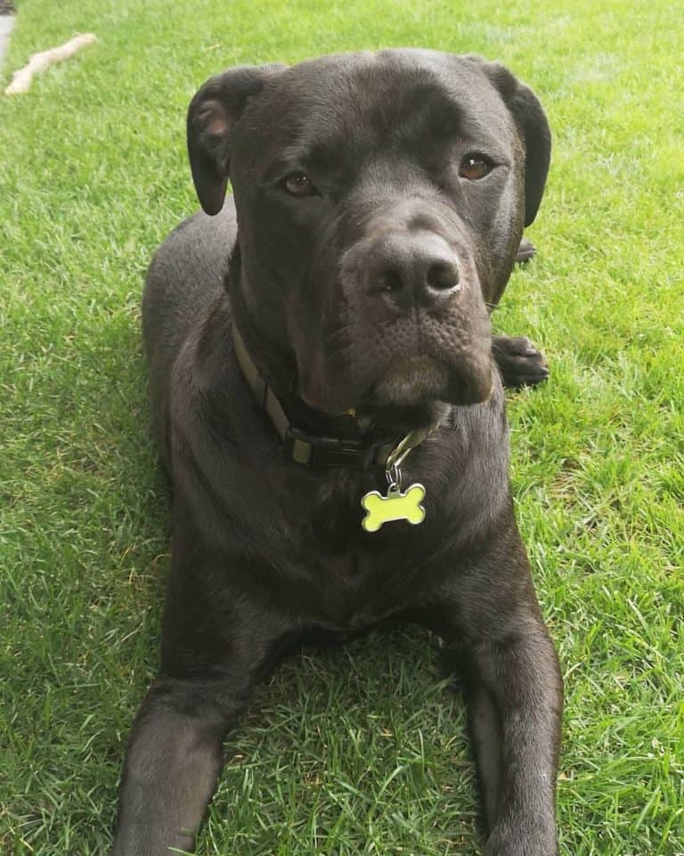 57 of the best Labrador Retriever Mixes for everybody K9 