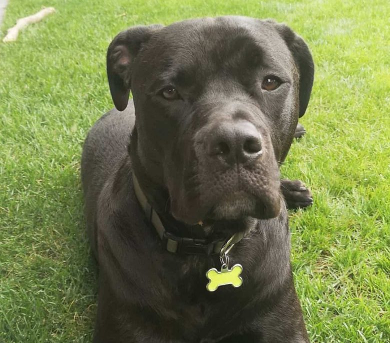 Labrador Corso mix dog lying on the grass