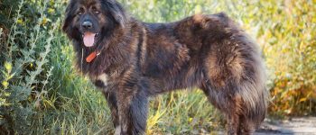 Caucasian Mountain dog in the grassy path way
