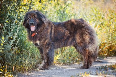 Caucasian Mountain dog in the grassy path way