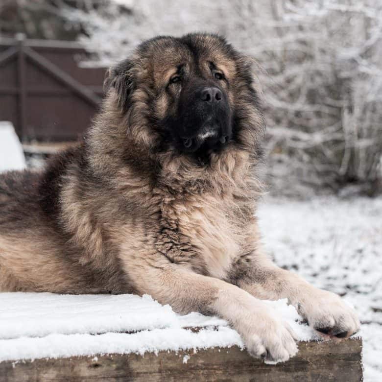 Caucasian Mountain dog enjoying the fresh snow