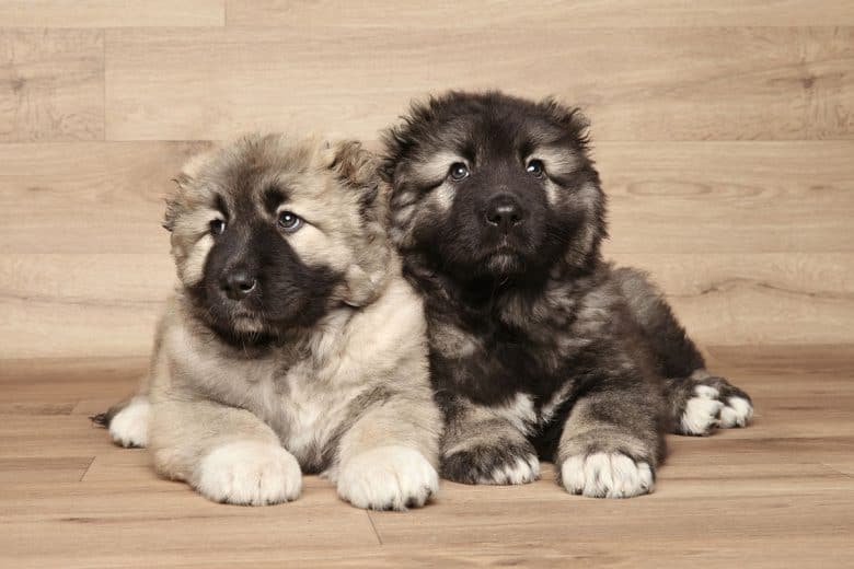 Caucasian Mountain dog puppies