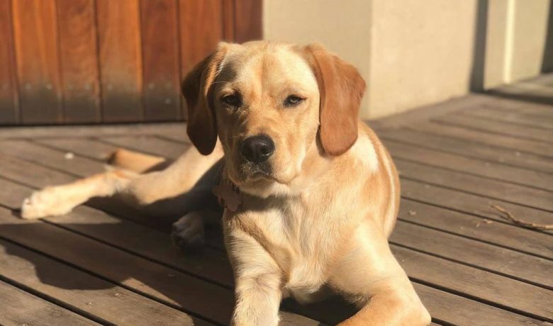 Cavador mix dog lying on the deck