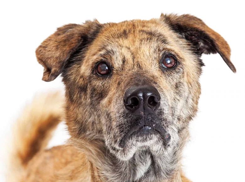 Portrait of a Chabrador mix dog