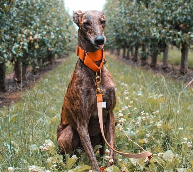 Charming Greyhound sitting on the farm