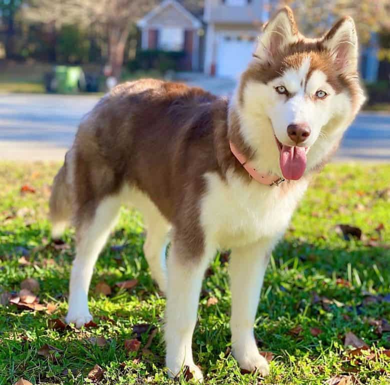Charming Red Siberian Husky portrait