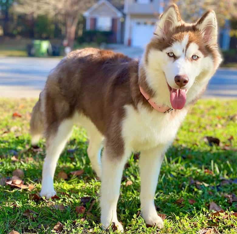 dog breed information: just how rare is the red husky