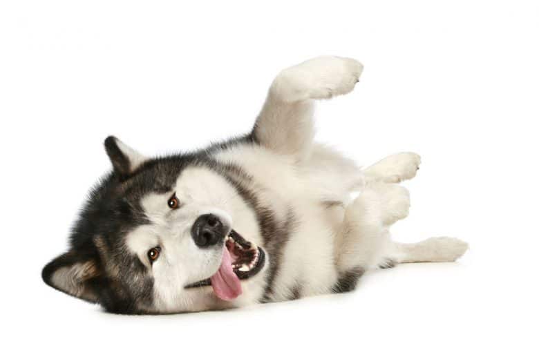 Cheerful Alaskan Malamute