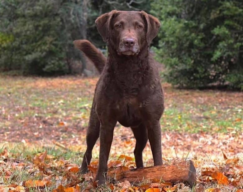 chocolate lab retriever mix