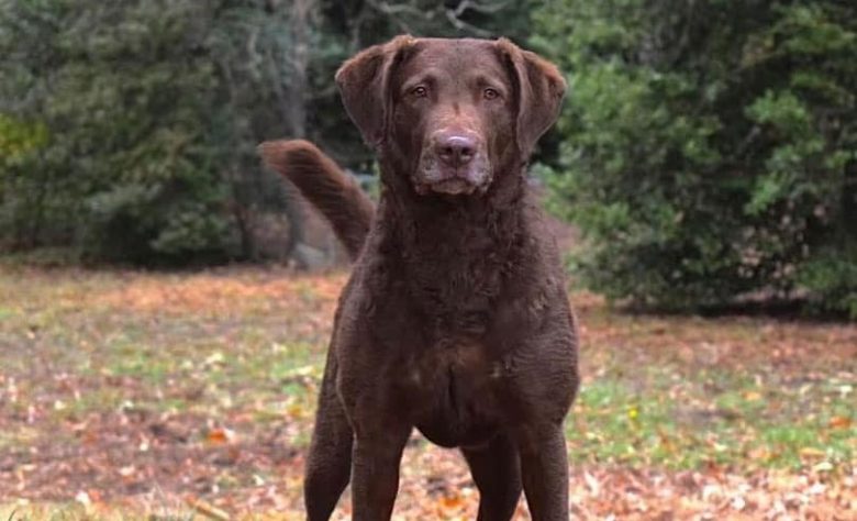 Chesador mix dog ready for hunting