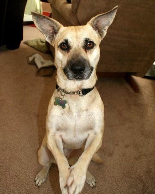 Poznaj niewiarygodny Great Dane Chihuahua mix dog Tomas Rosprim