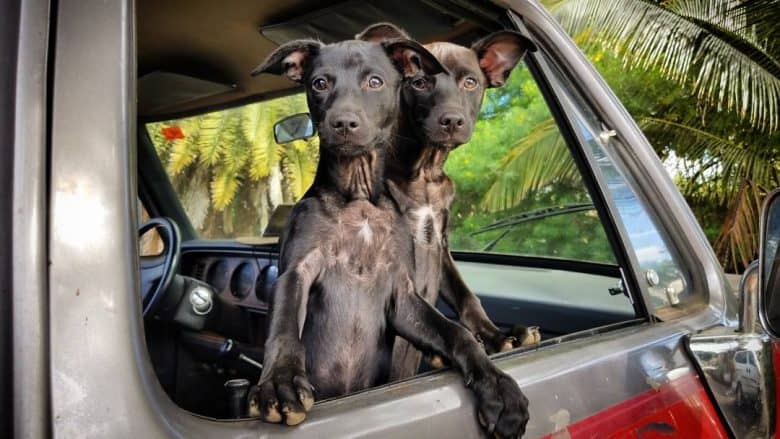 Two Labrahuahuas inside the car