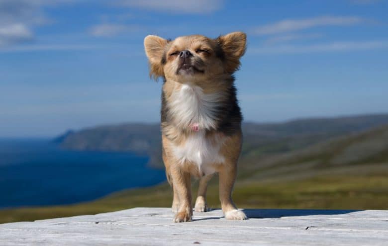 Chihuahua breathing fresh air in the scenic landscape