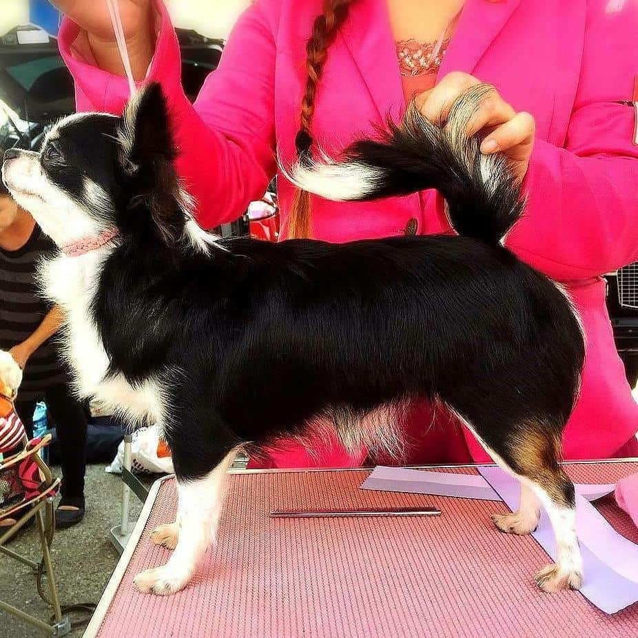 Chihuahua Colors The Standard & Rare Chi Dog Coat Colors K9 