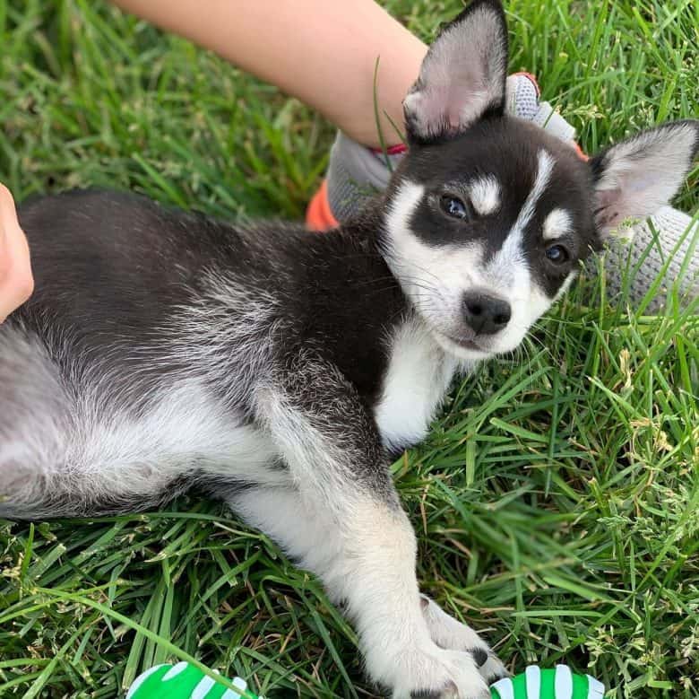 Chihuahua Husky mix in the grass