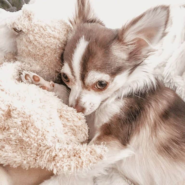 Chihuahua Husky mix Do they exist? Do you want one? K9 