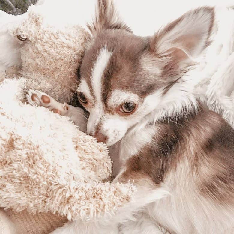Chihuahua Husky mix lying in bed