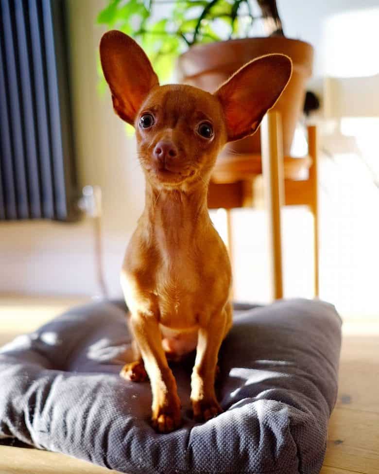 Chihuahua Minpin