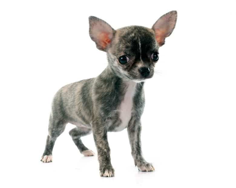 What are the most common and best Chihuahua colors? K9 Web