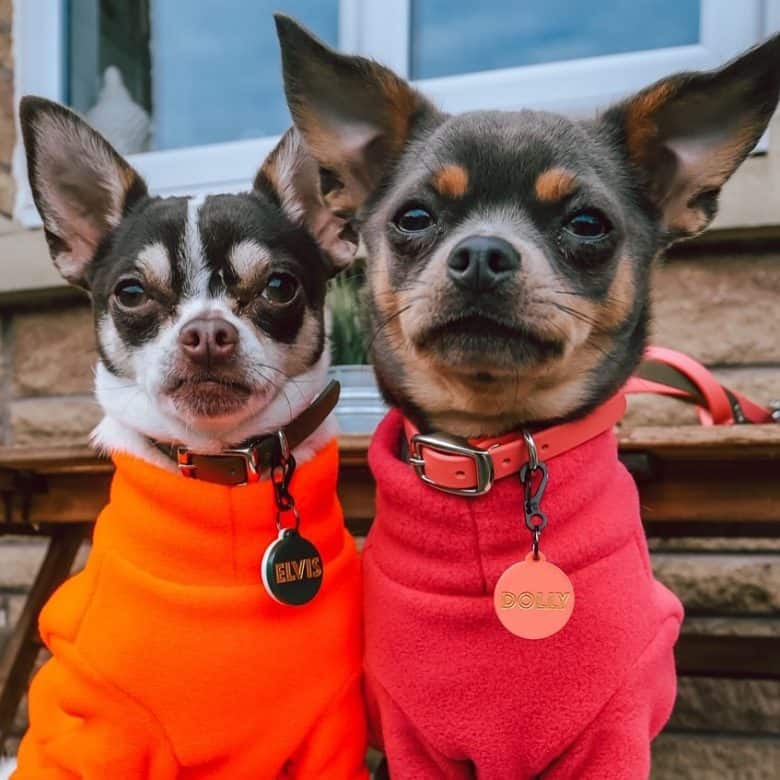 Chihuahuas in orange and red outfit