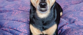 The beautiful Chipin dog
