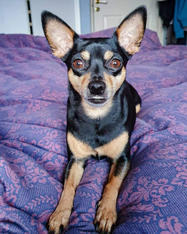 The beautiful Chipin dog