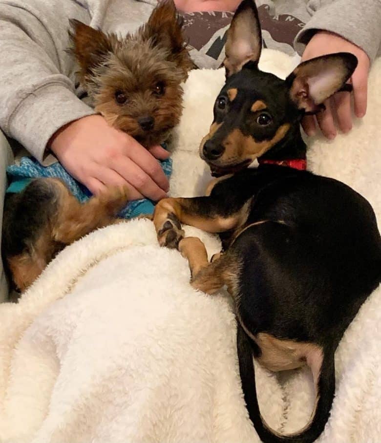Chipin with Yorkie