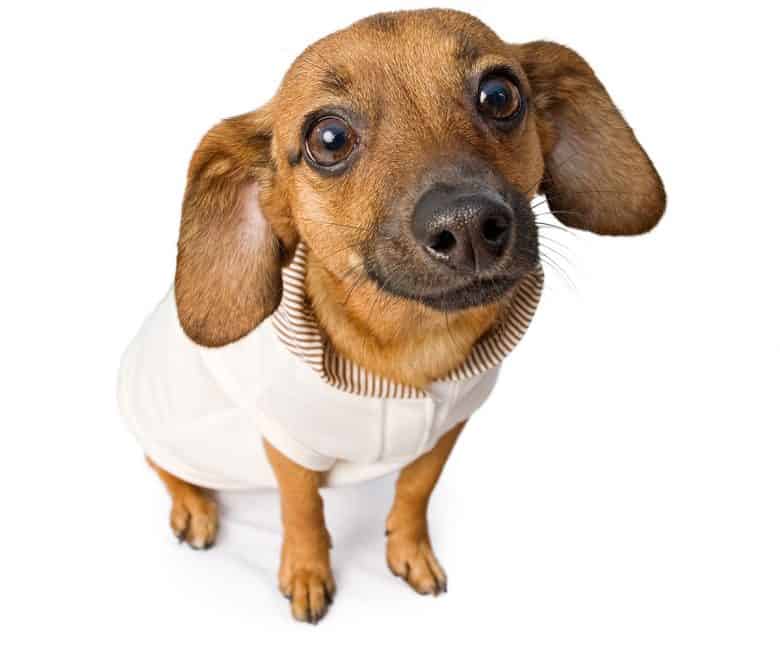 Chiweenie with white outfit