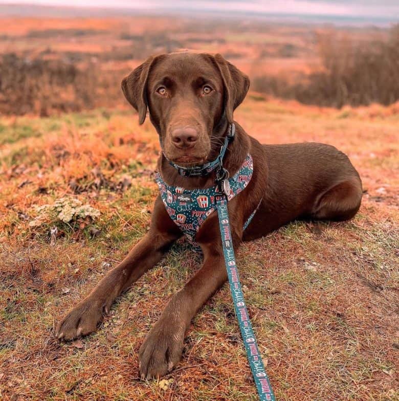 Chocolate Labrador in the top of the hill