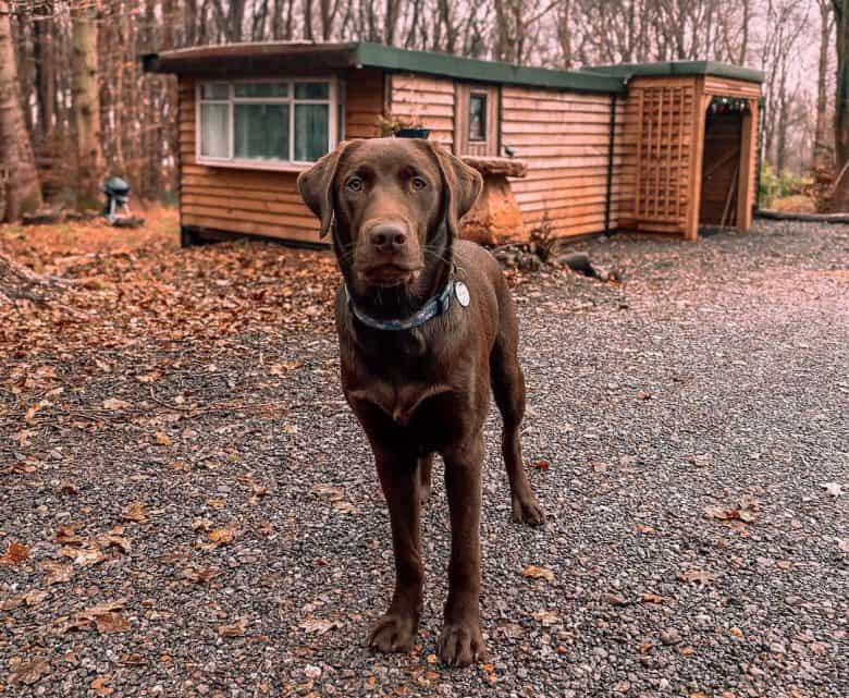 Chocolate Labrador outside the cabin