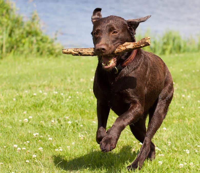 Chocolate Labrador running in the field