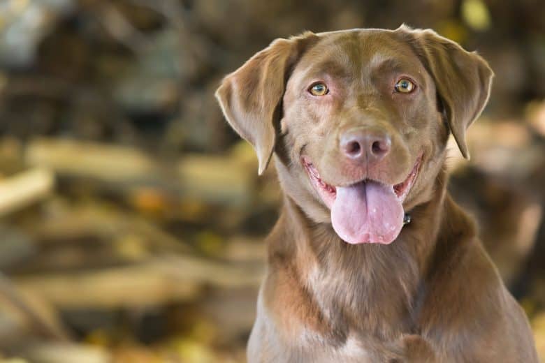 Chocolate Labrador close-up portrait