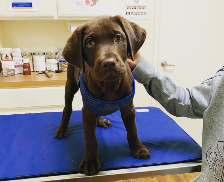 Little Chocolate Labrador in the clinic