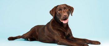 Chocolate Labrador portrait