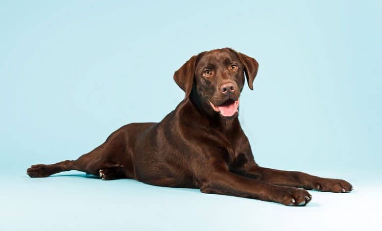Chocolate Labrador portrait