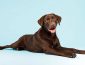 Chocolate Lab: Is a Chocolate Brown Labrador Rare?