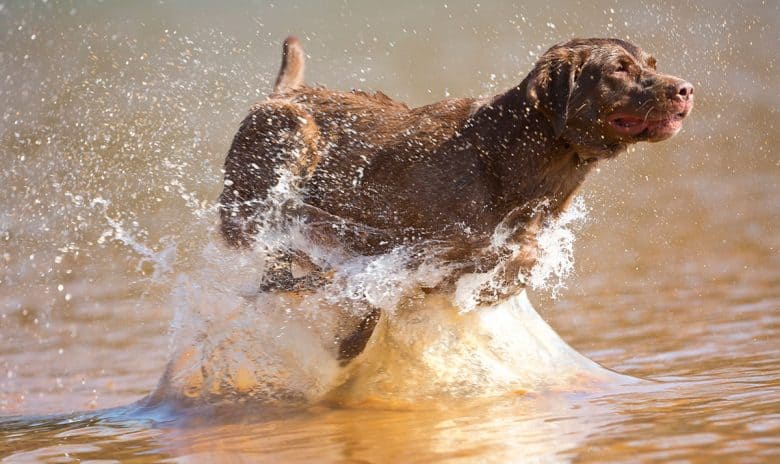 Chocolate Lab running in the water