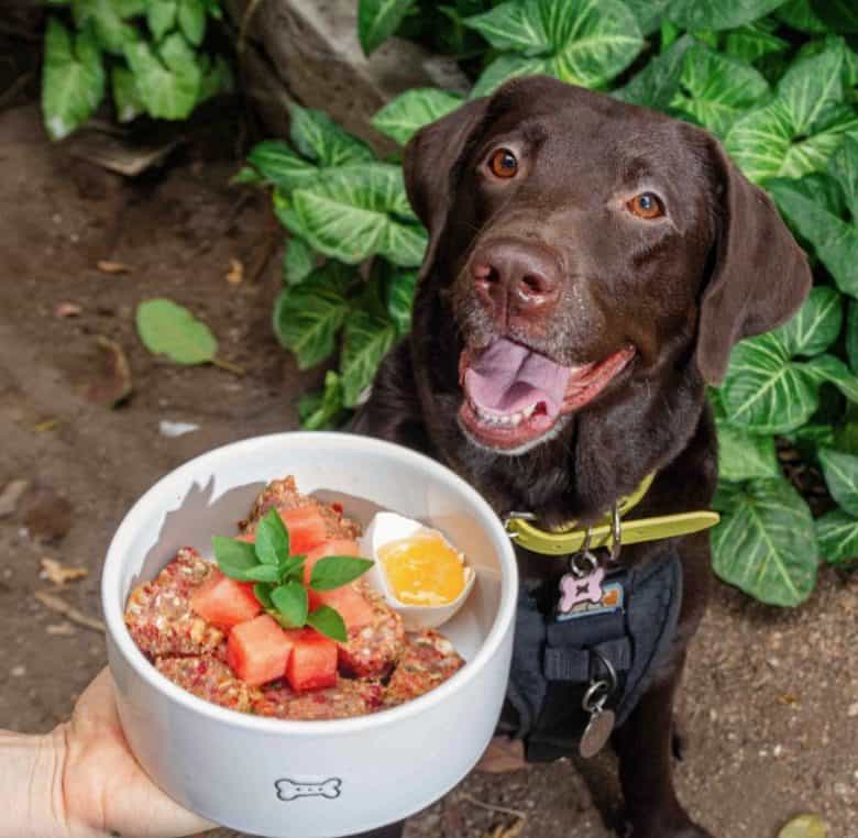 Chocolate Labrador with its food