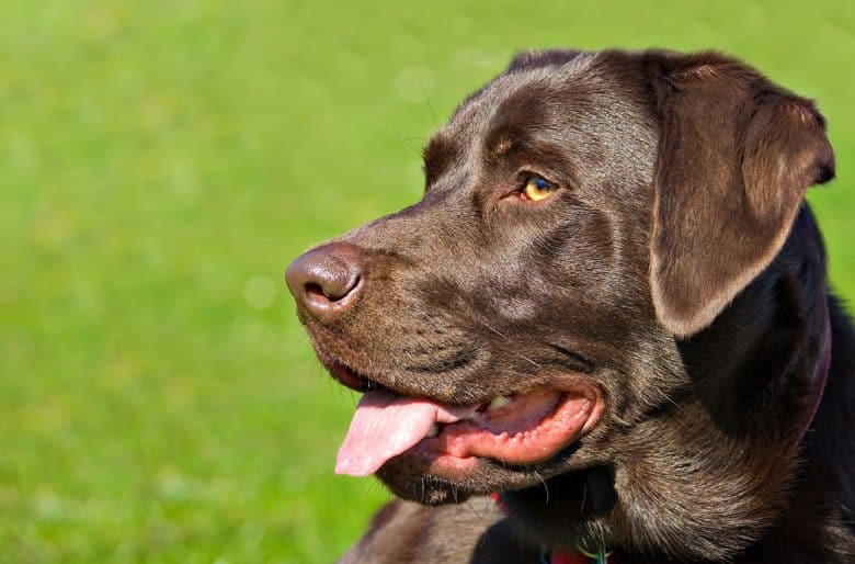 Chocolate Lab's sideview face