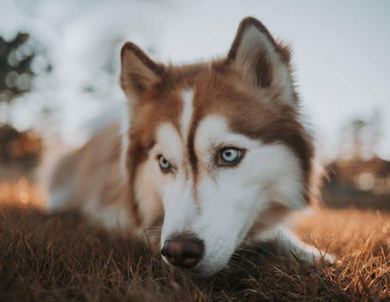 Close-up Red Siberian Husky portrait