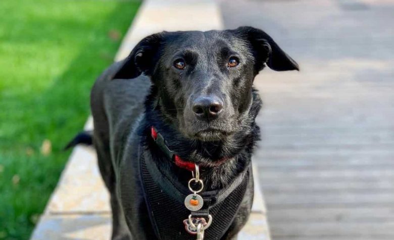 Portrait of a Corgidor mix dog