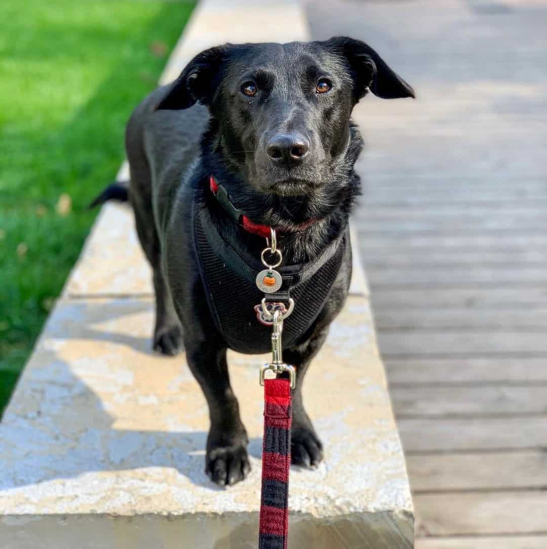 57 of the best Labrador Retriever Mixes for everybody K9 