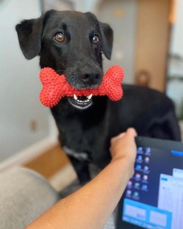 Corgi Lab mix chewing a bone rubber toy