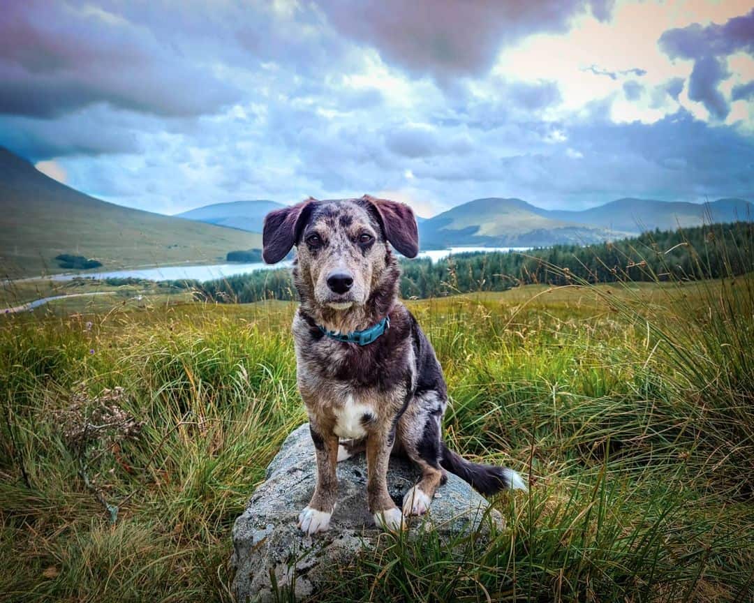 Is the Lab mix a good dog? K9 Web
