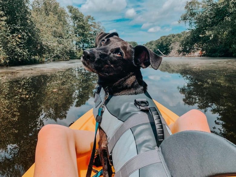 Corgi Lab mix riding on kayak